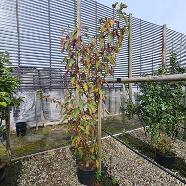 Magnolia 'Heaven Scent' (Regular 180 litre 250-300 cm Specimen)